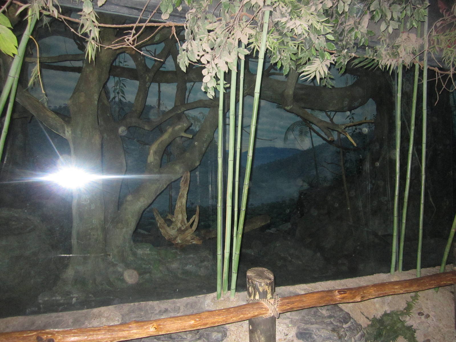 Jun. 2012-Aye-aye/Grey Bamboo Lemur/Potto exhibit
