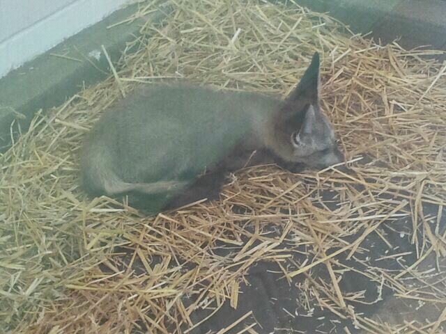 Jun. 2012-Baby Bat-eared Fox