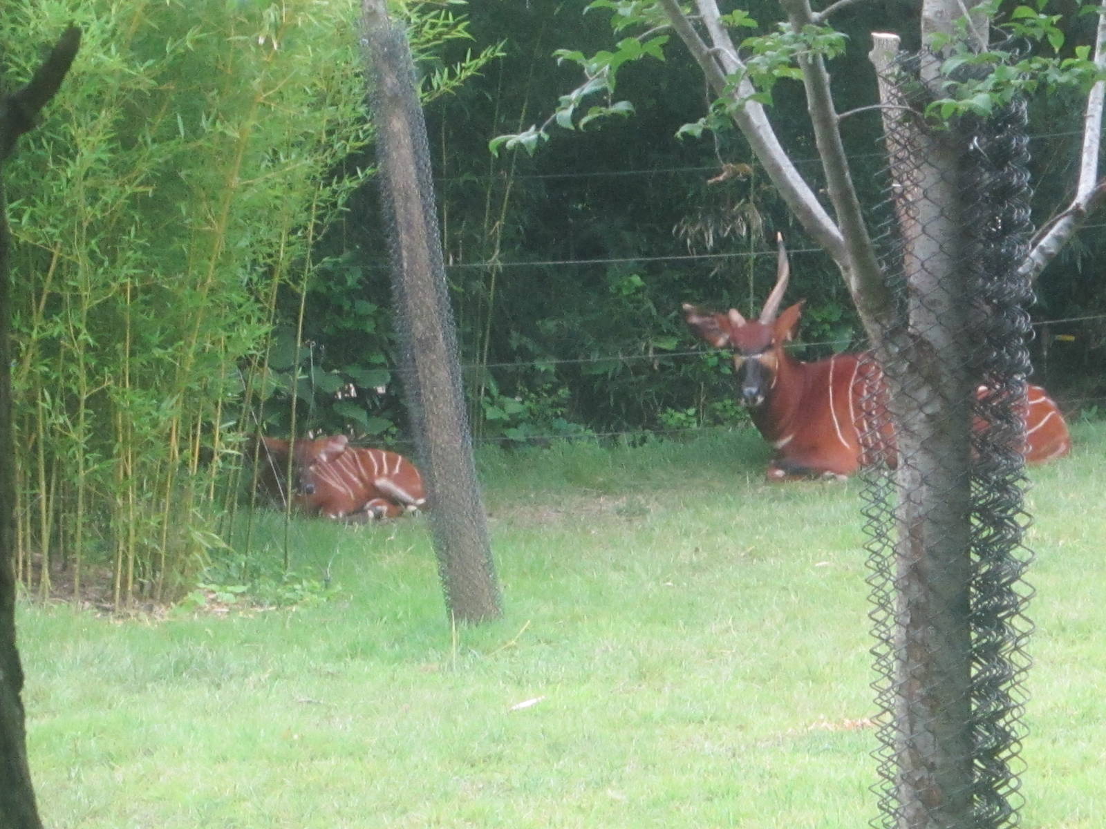Jun. 2012-Baby Stevie with mother Safi