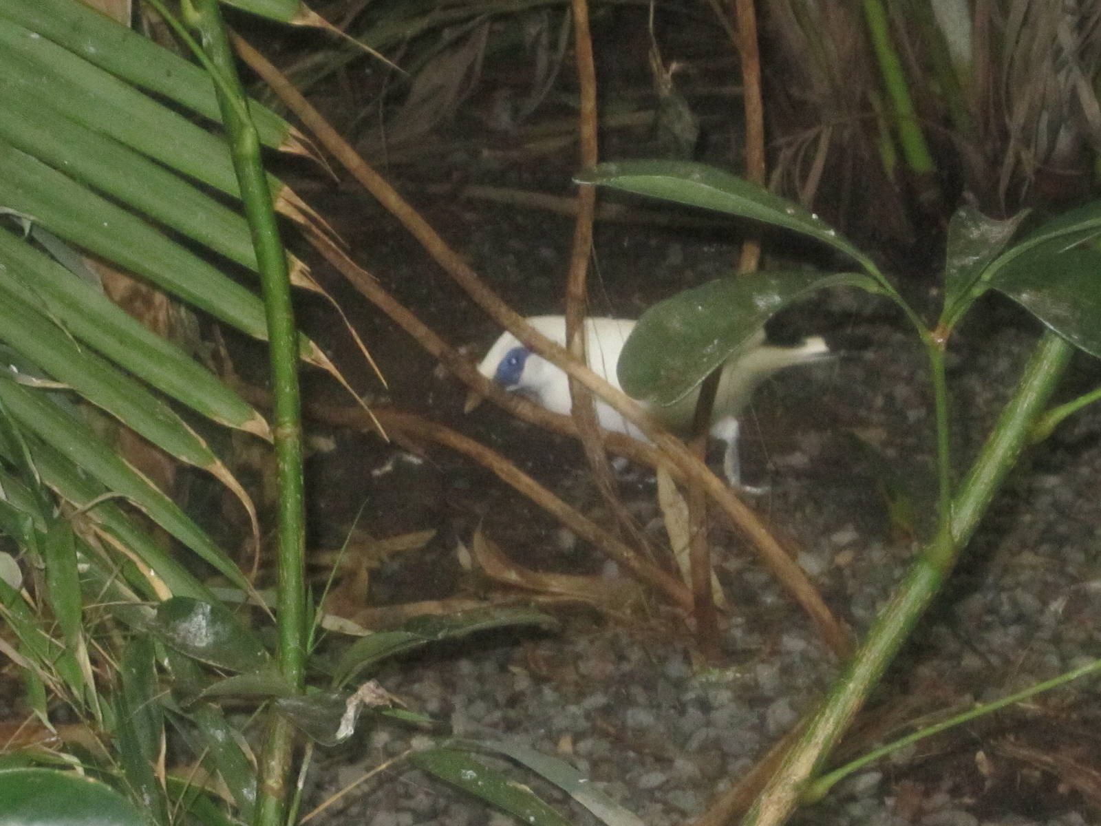Jun. 2012-Bali Mynah