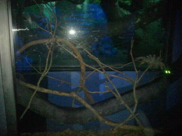 Jun. 2012-Banded palm civet exhibit