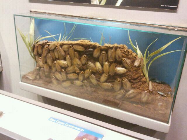 Jun. 2012-Bat Cave Cockroach exhibit