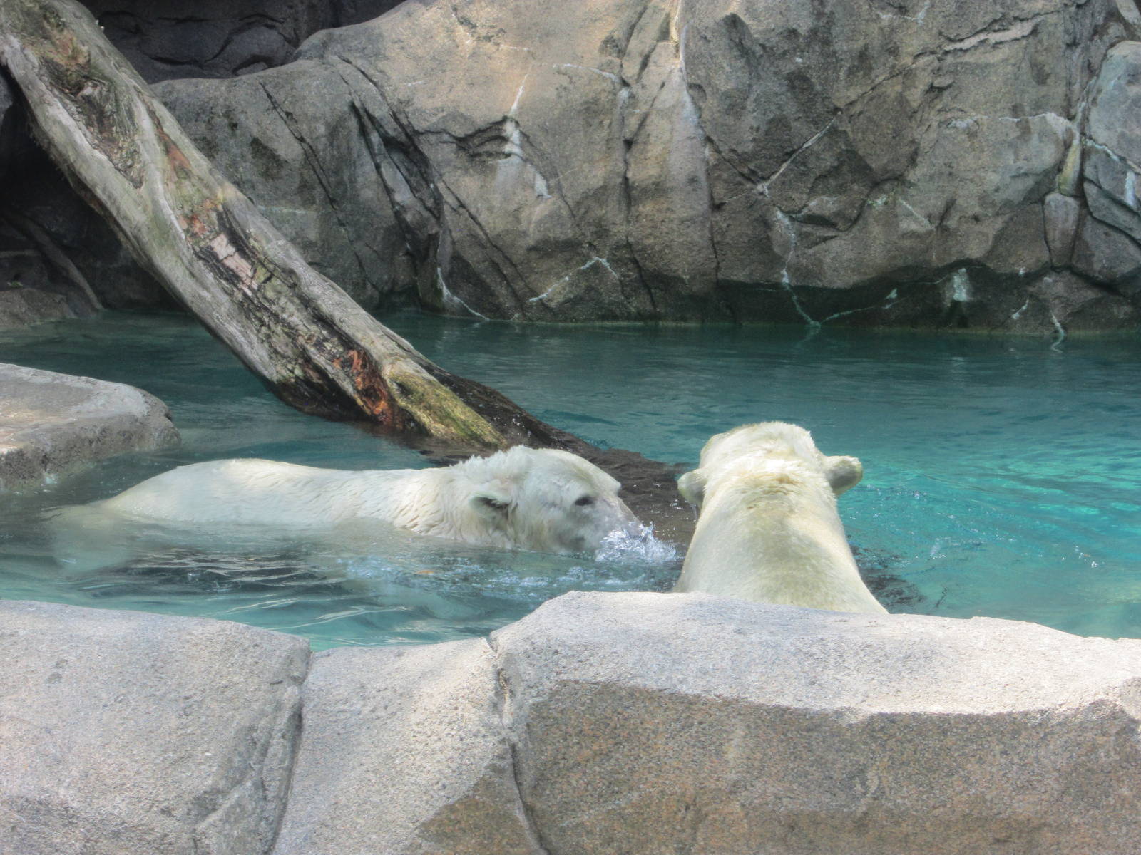 Jun. 2012-Berit and Little One, the Polar Bears