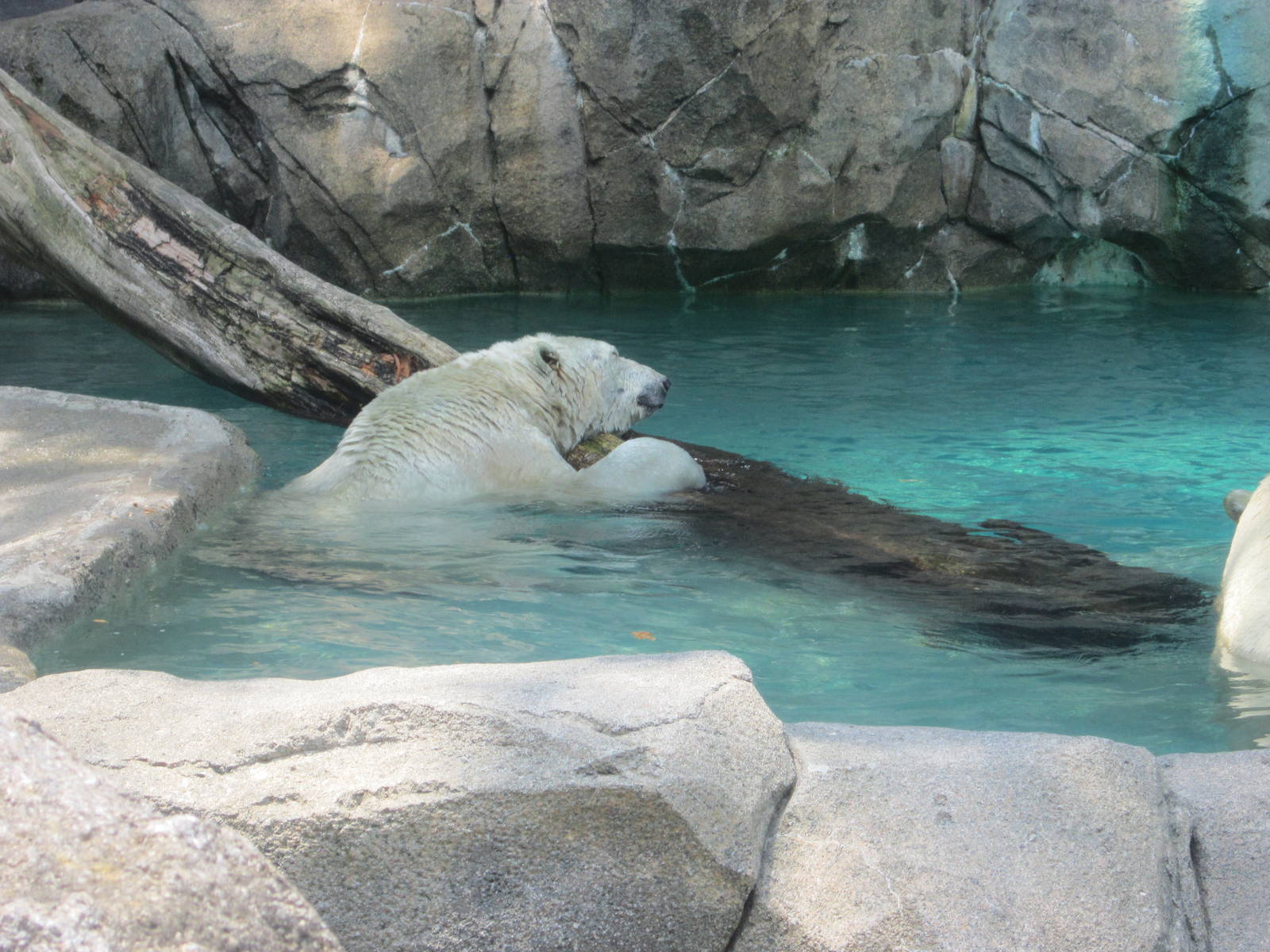 Jun. 2012-Berit, the female Polar Bear