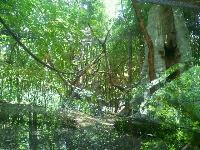 Jun. 2012-Black-and-White Ruffed Lemur exhibit