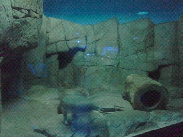 Jun. 2012-Black-footed Cat exhibit