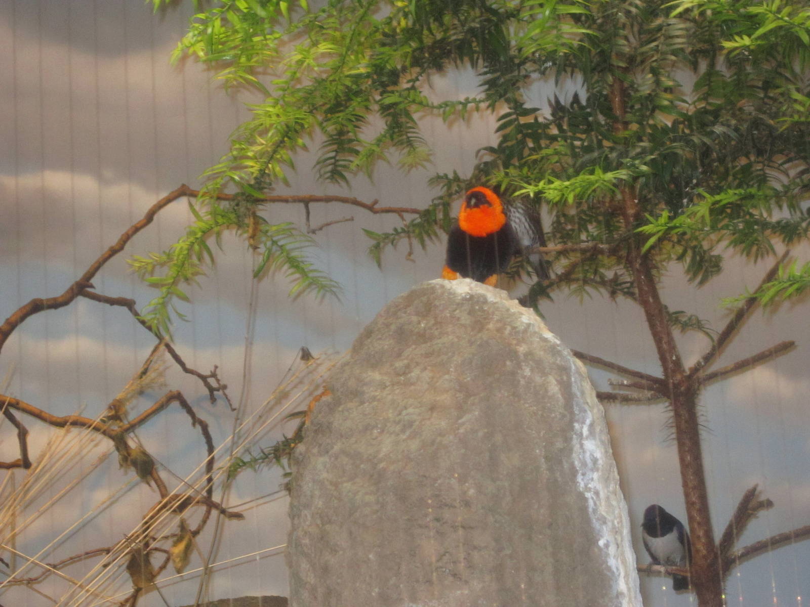 Jun. 2012-Black-winged Red Bishop and Violet-backed Starling