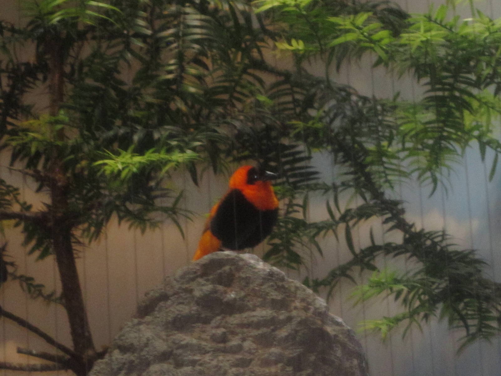 Jun. 2012-Black-winged Red Bishop