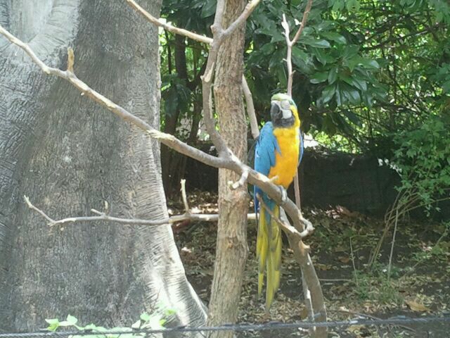 Jun. 2012-Blue-and-Gold Macaw