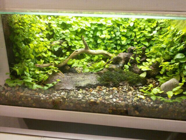 Jun. 2012-Blue-and-Yellow Poison Dart Frog exhibit