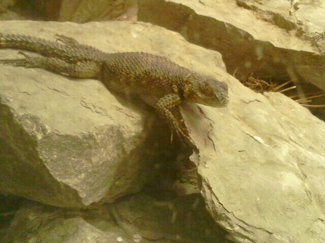 Jun. 2012-Blue Spiny Lizard