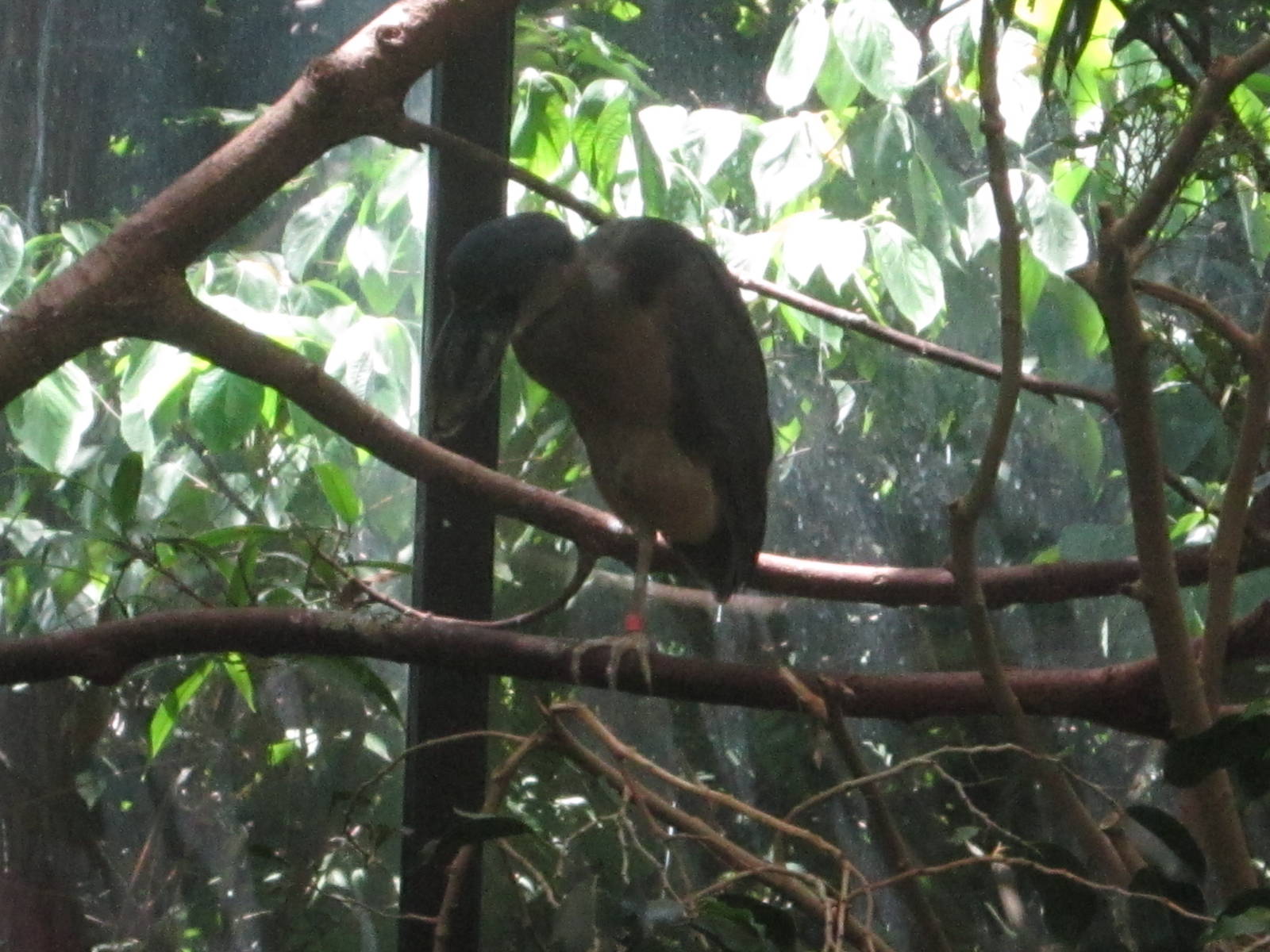 Jun. 2012-Boat-billed Heron