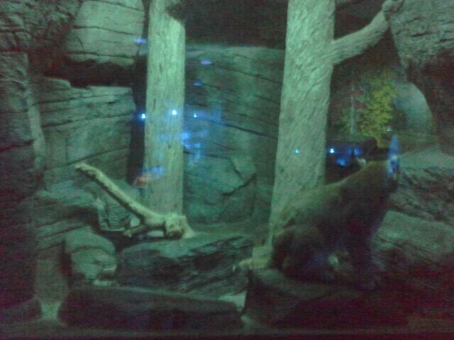 Jun. 2012-Bobcat exhibit