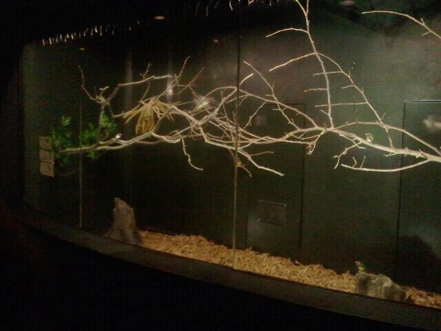 Jun. 2012-Bourke's Parakeet/Gouldian Finch/Scarlet-chested Parrot exhibit