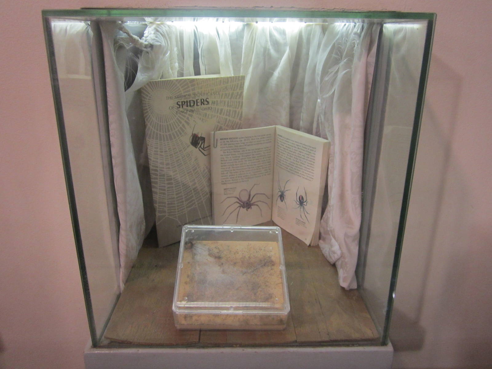 Jun. 2012-Brown Recluse Spider exhibit