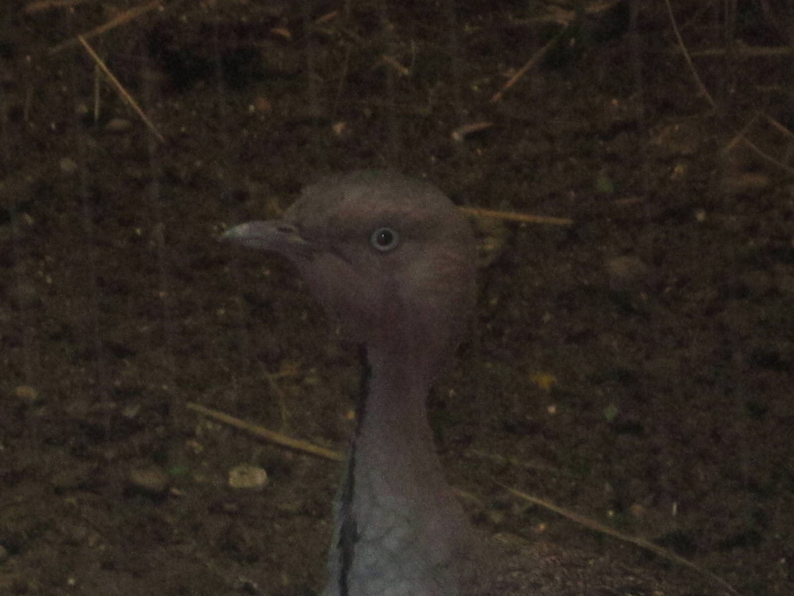 Jun. 2012-Buff-crested Bustard