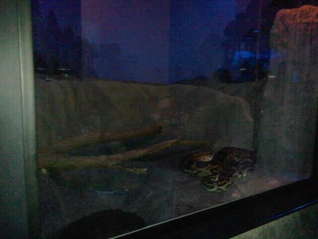 Jun. 2012-Burmese Python exhibit