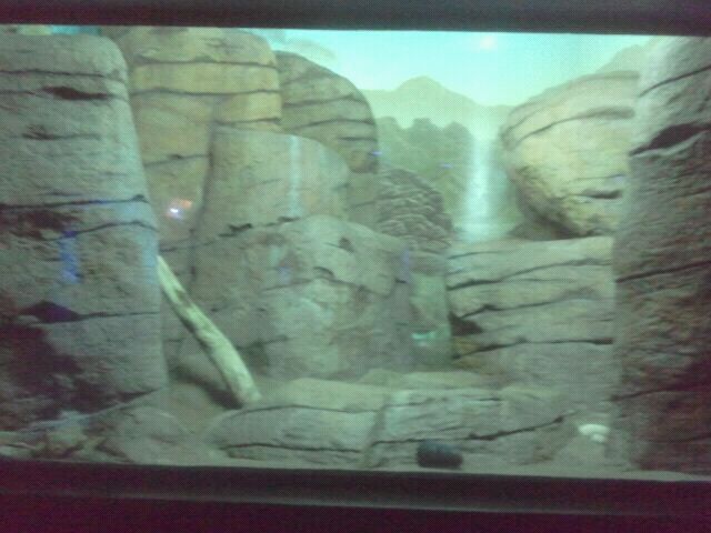 Jun. 2012-Caracal exhibit