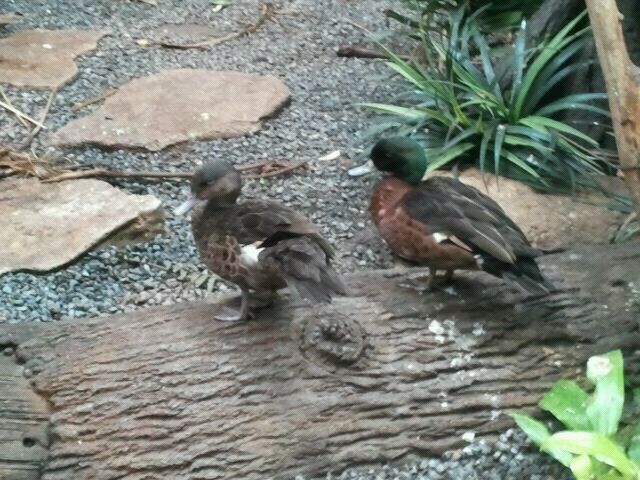 Jun. 2012-Chestnut Teals