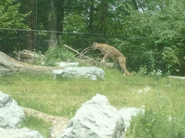 Jun. 2012-Chief Joseph, the Cougar