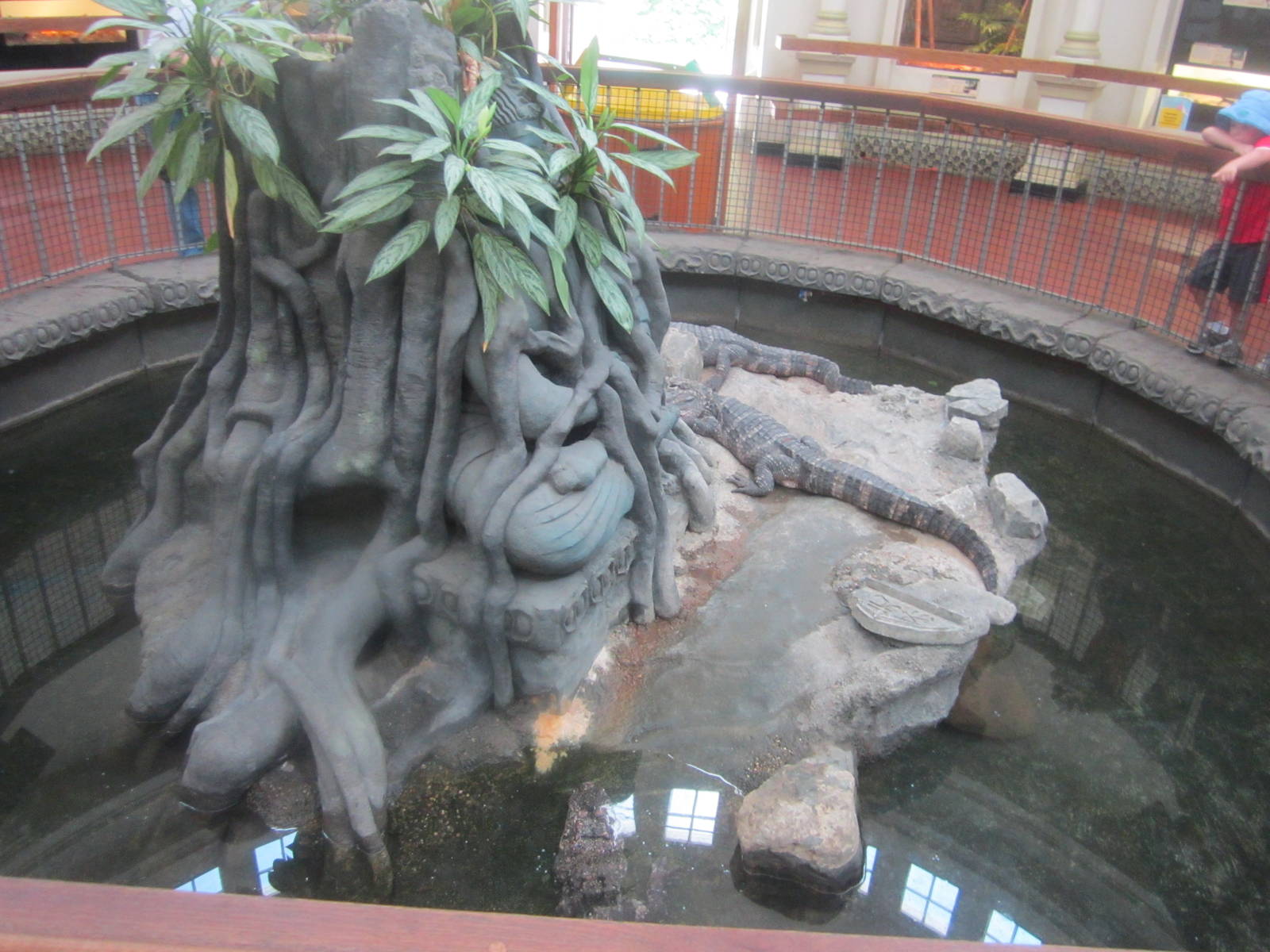 Jun. 2012-Chinese Alligator/Red-eared Slider/Florida Snapping Turtle/Alliga