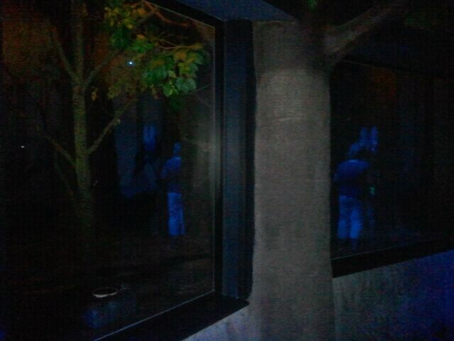 Jun. 2012-Common vampire bat exhibit