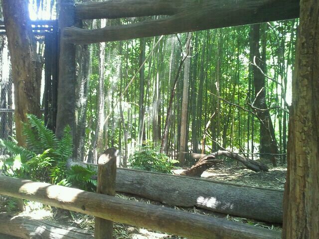Jun. 2012-Congo Peafowl aviary viewing
