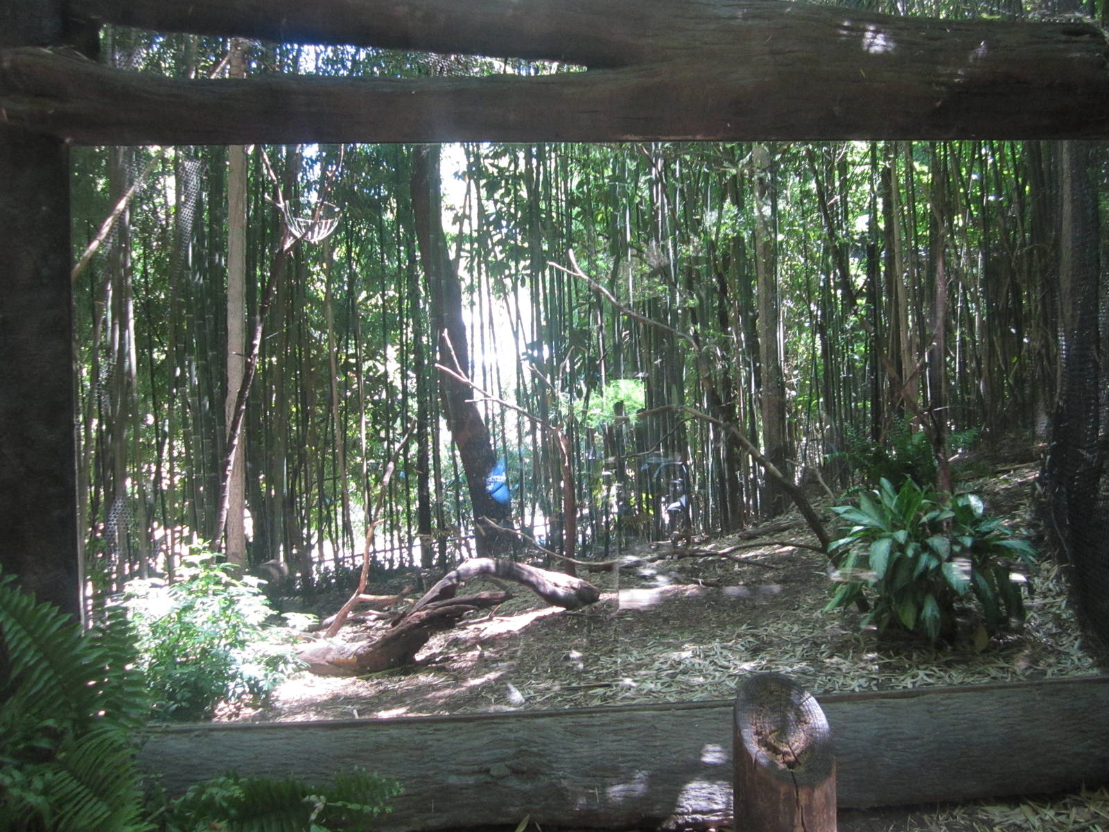 Jun. 2012-Congo Peafowl Aviary