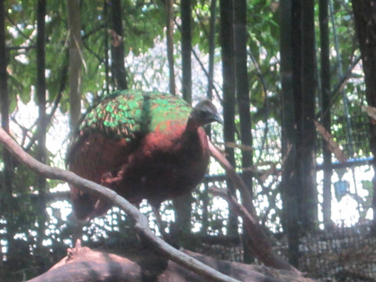 Jun. 2012-Congo Peafowl