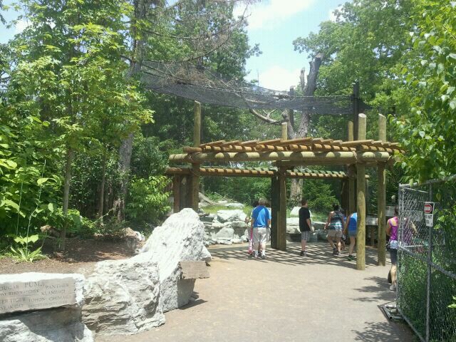 Jun. 2012-Cougar exhibit viewing