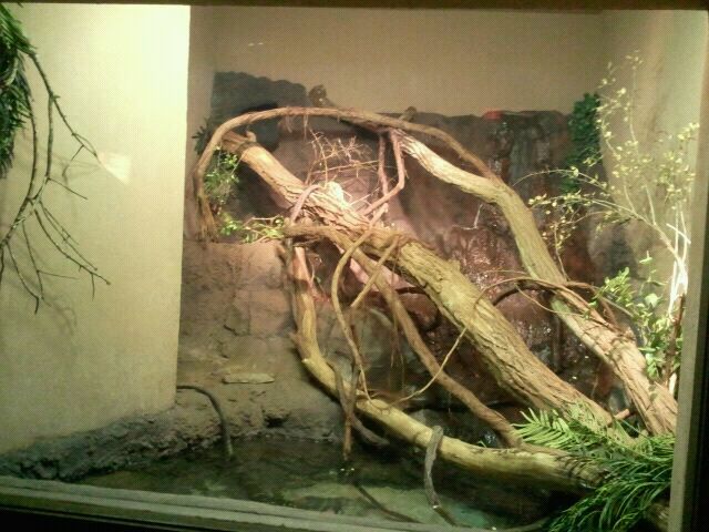Jun. 2012-Crocodile Monitor exhibit