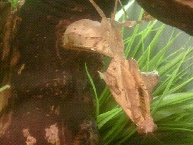 Jun. 2012-Dead-leaf Mantis