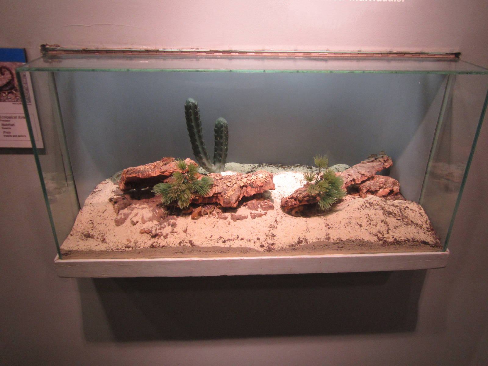 Jun. 2012-Desert Hairy Scorpion exhibit