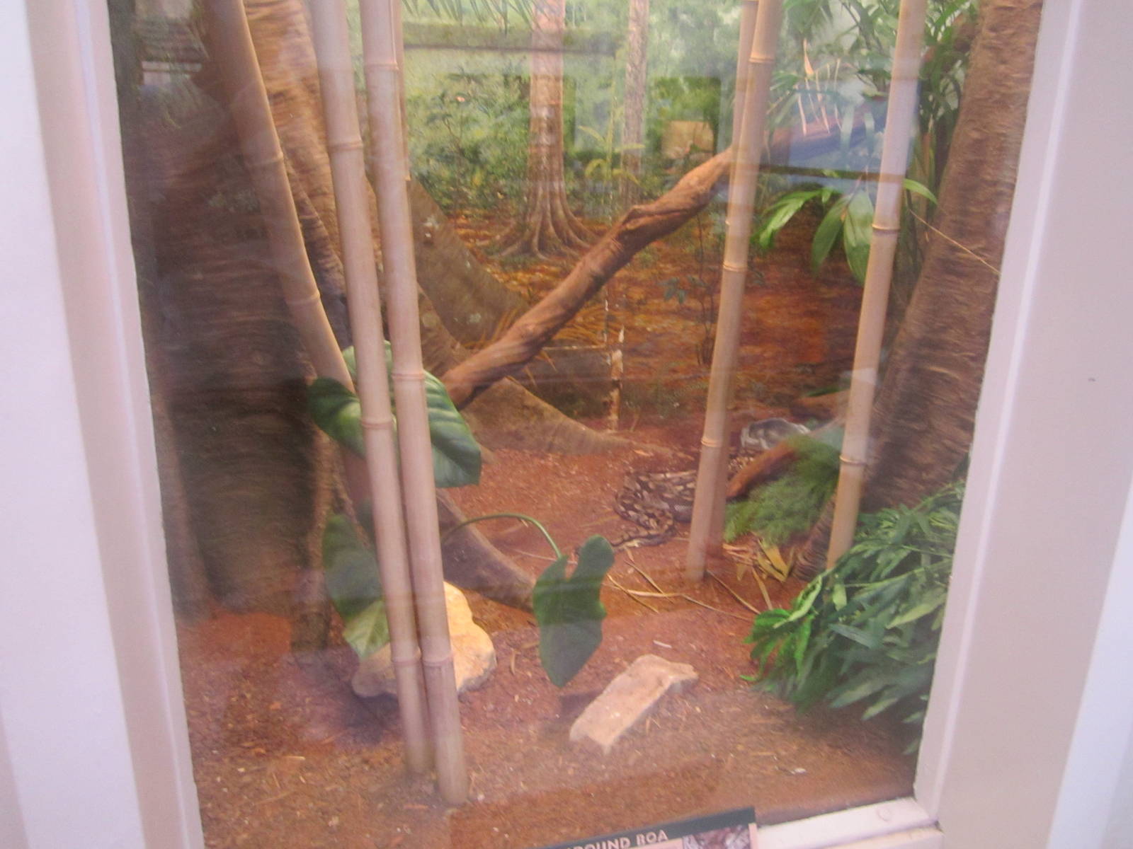 Jun. 2012-Dumeril's Ground Boa exhibit