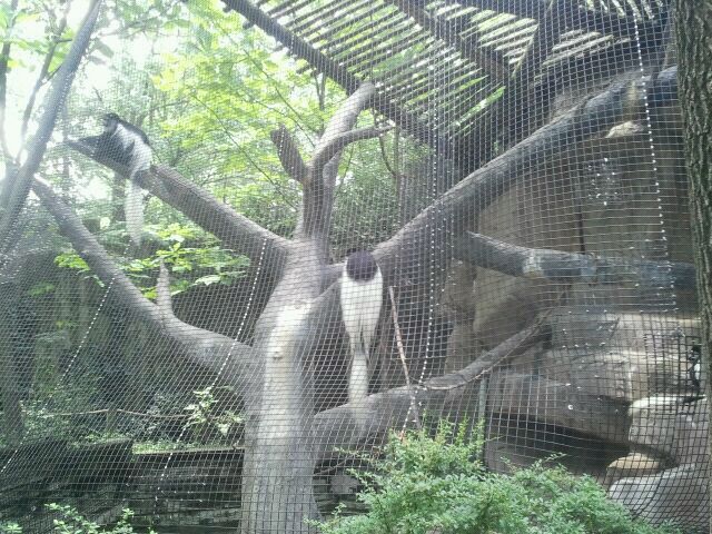 Jun. 2012-Eastern Black-and-White Colobus exhibit