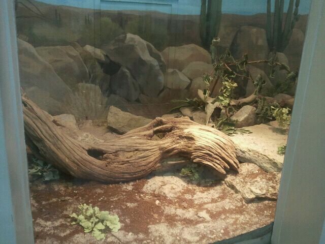 Jun. 2012-Eastern Diamondback/Mexican West Coast Rattlesnake exhibit