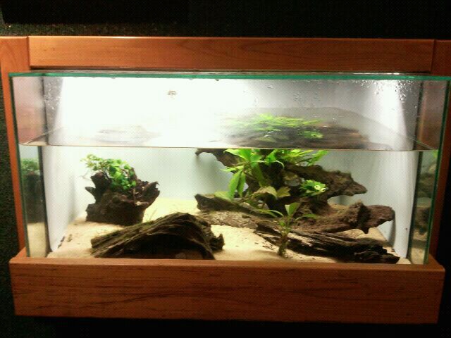 Jun. 2012-Eastern Gulf Coast Waterdog/Western Mosquitofish tank