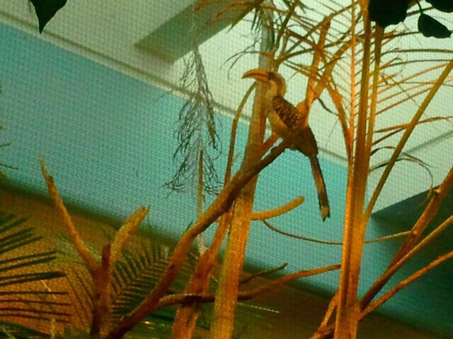 Jun. 2012-Eastern Yellow-billed Hornbill