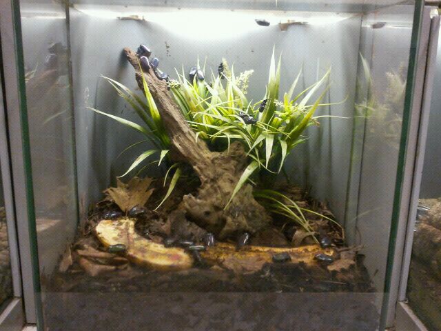 Jun. 2012-Emerald Beetle exhibit