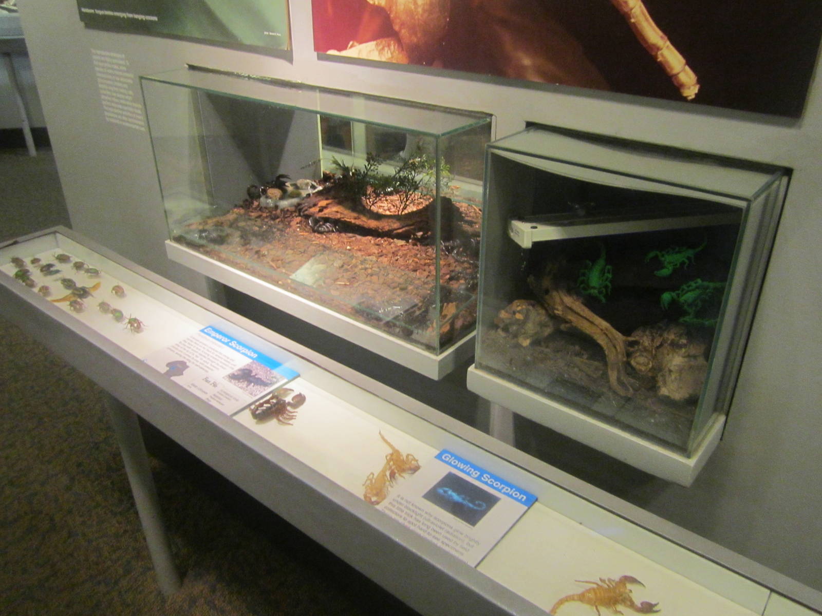 Jun. 2012-Emperor Scorpion + Glowing Emperor Scorpion exhibits
