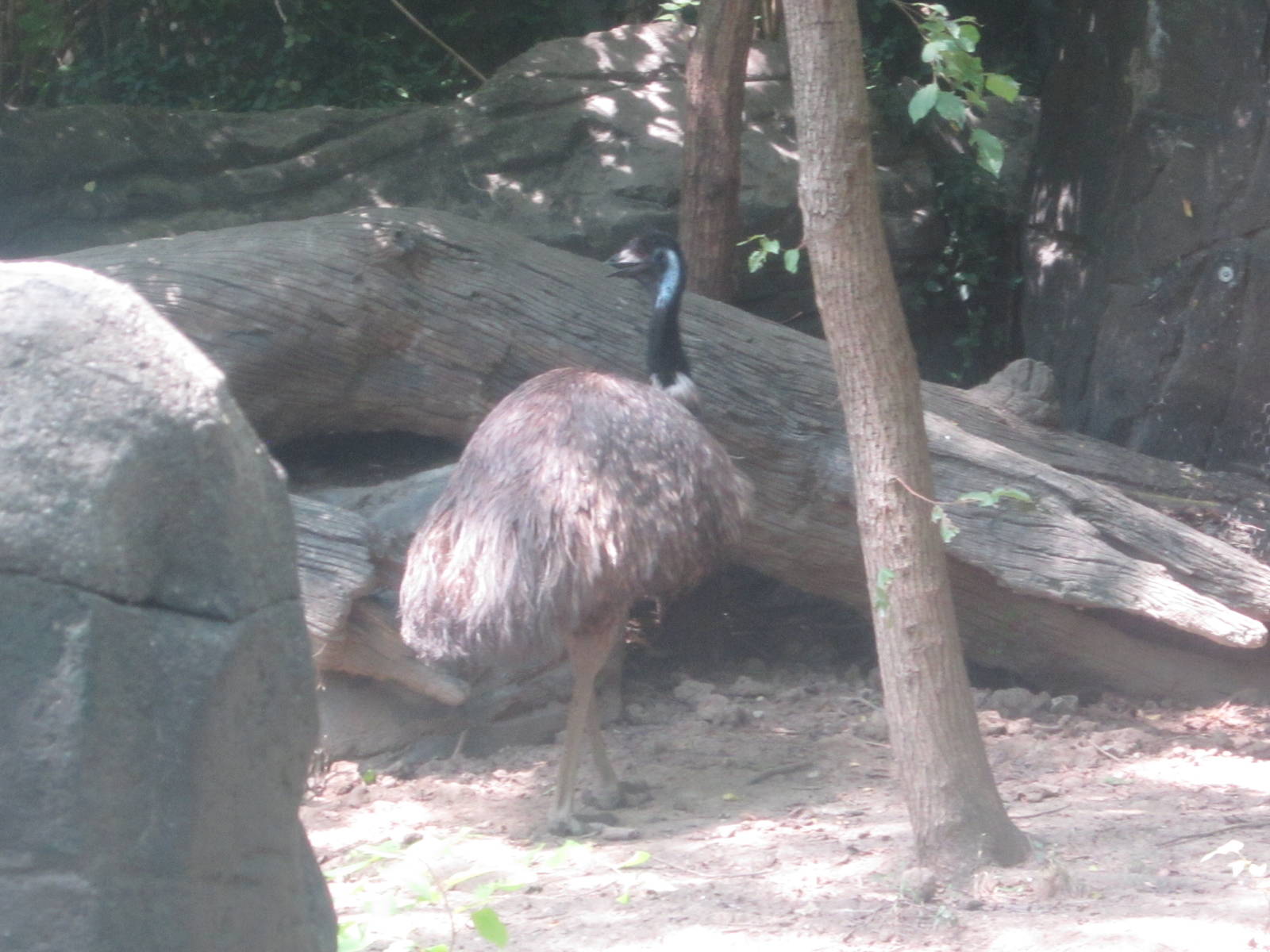 Jun. 2012-Emu