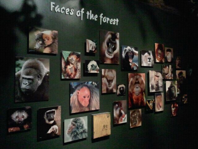 Jun. 2012-Faces of the Forest
