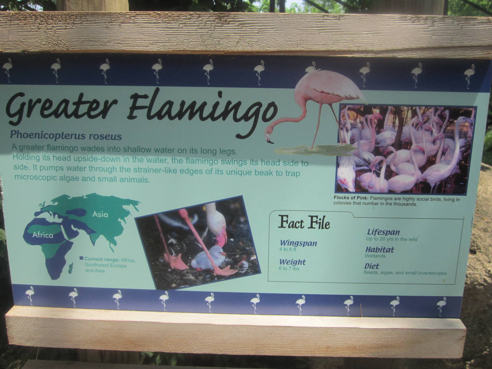 Jun. 2012-Flamingo sign