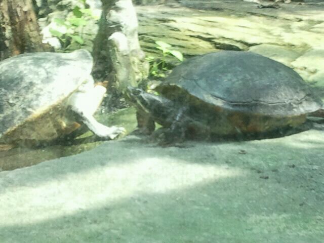 Jun. 2012-Florida Cooters