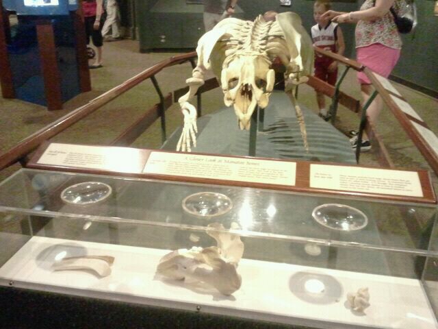 Jun. 2012-Florida Manatee Skeleton