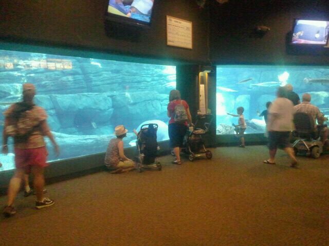 Jun. 2012-Florida Manatee tank