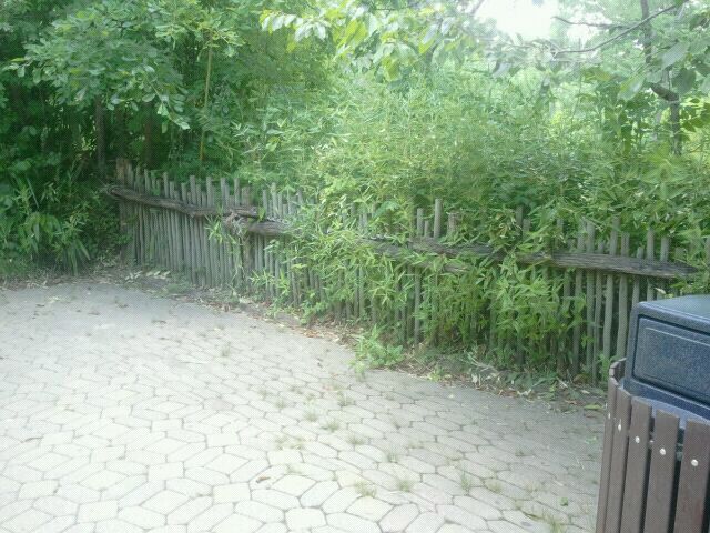 Jun. 2012-Former okapi viewing (Vanishing Giants)