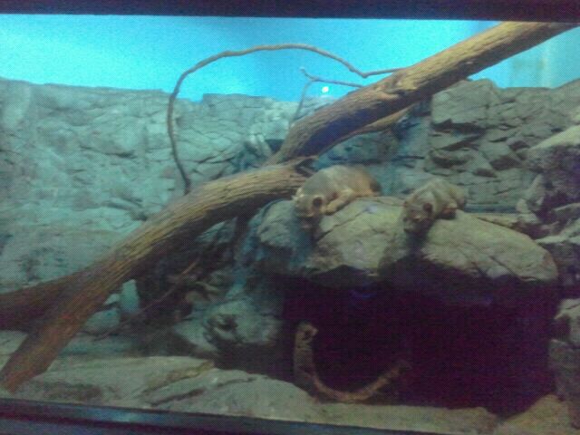 Jun. 2012-Fossa exhibit