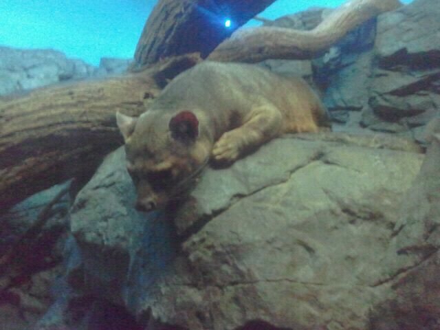Jun. 2012-Fossa