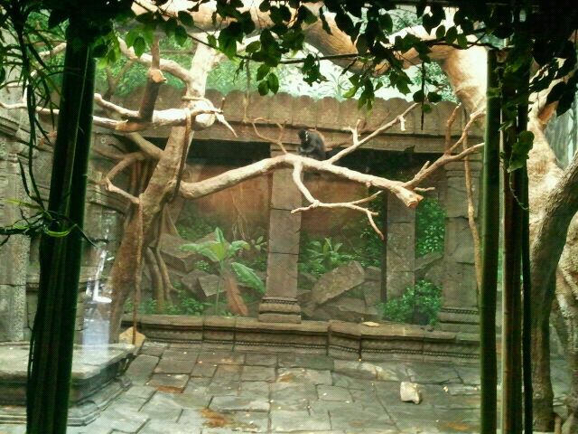 Jun. 2012-Francois Langur/Lion-tailed Macaque Rotation exhibit